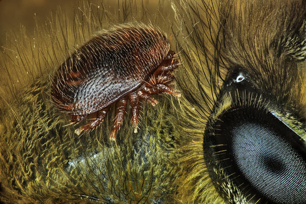 Varroa sur abeille© A. Franck