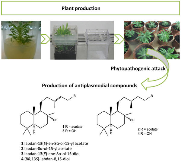 plant production©Mahadeo et al., Phytochemistry 2020