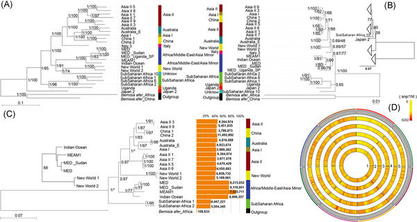 Phylogenetic trees of Bemisia tabaci © Wang, H.-L et al, Insect Science 2024