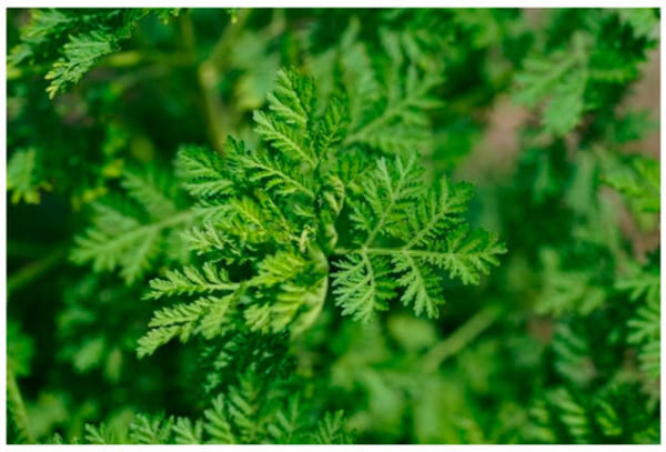 fig.1 Artemisia annua©Septembre-Malaterre et al., Ijms 2020