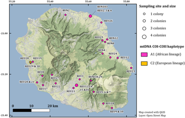 Autosomal and Mitochondrial Adaptation Following Admixture: A Case Study on the Honeybees of Reunion Island