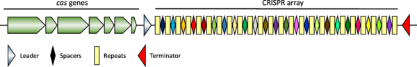 Fig 1. Schematic representation of the X. citri pv. citri CRISPR/Cas locus © Jeong et al, BMC Genomics