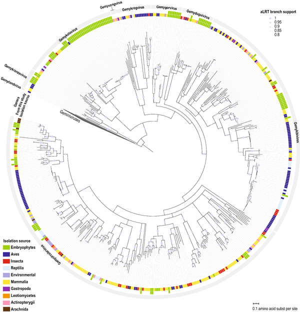  Fig. 1. Diverse genomoviruses representing 29 species identifed associeted with plants ©Fontenele et al.,Arch.Virology, 2020