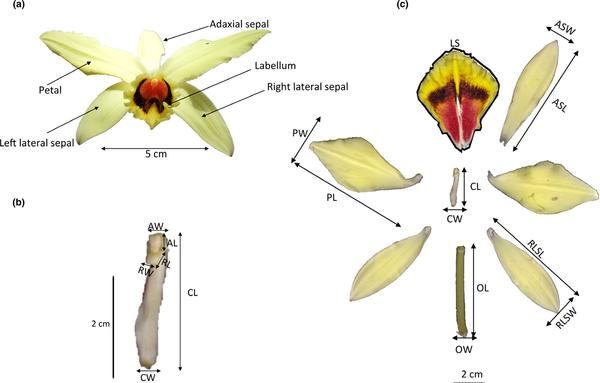 fig.2. Floral measurement, Andriamihaja C. et al, Ecology and Evolution 2021