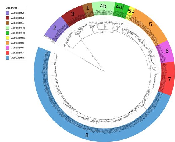 Fig.1 Core-genome phylogeny of 307 M. ulcerans strains© Briand M. et al., Microbiology Spectrum