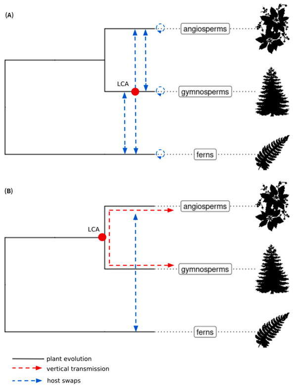 Fig 2. Two current scenarios of the macroevolution of [[Caulimoviridae]] in euphyllophytes © Vassilieff et al., Biomolecules,2023
