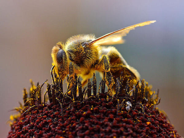 Genetic diversity of the honeybee (Apis mellifera L.) populations in the Seychelles archipelago