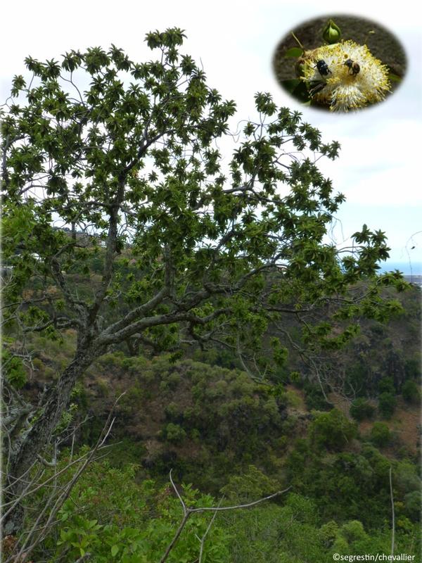 Great genetic diversity but high selfing rates and short-distance gene flow characterize populations of a tree (Foetidia; Lecythidaceae) in the fragmented tropical dry forest of the mascarene Islands