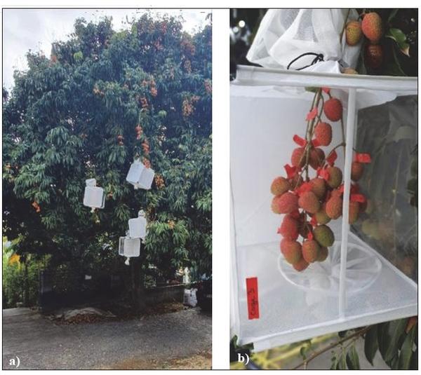 Fig.1.Encaged fruits to test experimental infestation of lychee by Bactrocera dorsalis@Moquet L, Delatte H, Fruits, 2022