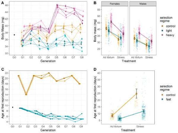 Figure 1: Responses to selection on female body mass and age at first reproduction@faucoud et al. Evol. Biol.2020
