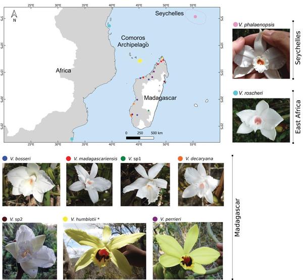 fig1. Vanilla species, Andriamihaja et al. J of systematics evol. 2022