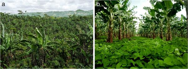 Levers for the agroecological transition of tropical agriculture