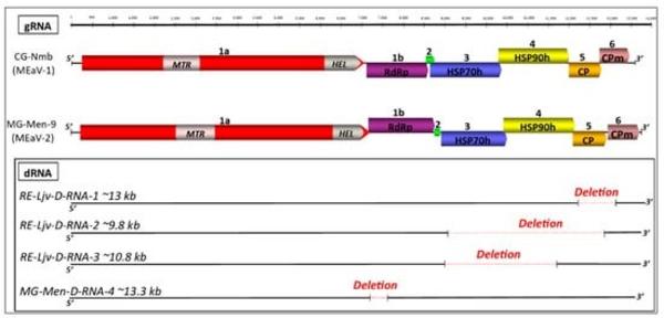 Schematic representation of the genomic organization...©Kwibuka et al, viruses 2021