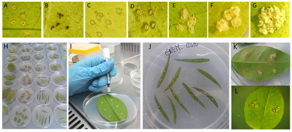 fig.1 : host-bacterial strain interaction assessed by in vitro test ...© Licciardello, G et al. Microorganism, 2022