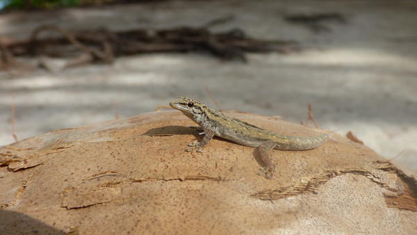  Phylogeny of dwarf geckos of the genus [[Lygodactylus]] (Gekkonidae) in the Western Indian Ocean