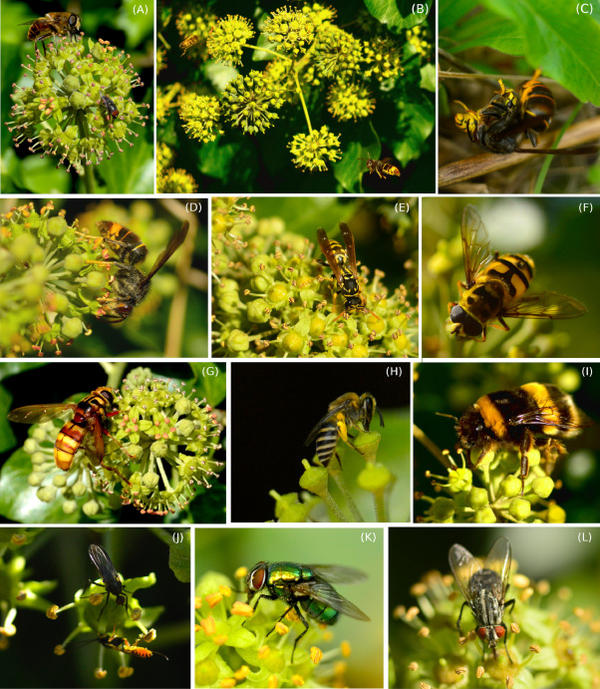 Fig. 1. Blooming phases of the inflorescences of Hedera hibernica © Rojas-Nossas S.V. et al , Basic and Applied ecology, 2023