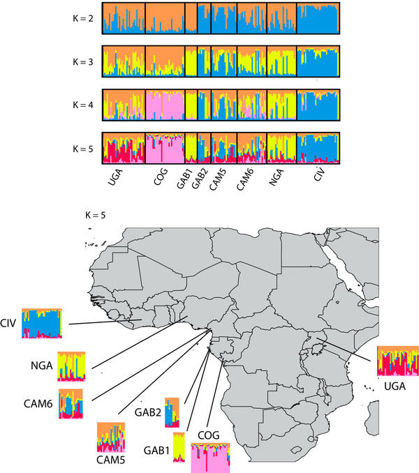 Fig.3 Bayesian clustering of African multilocus microsatellite haplotypes© Gilabert A.  et al, Ecology and Evolution, 2023