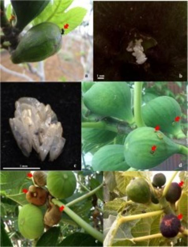 fig.3.The black fig fly Silba adipata © Abbes et al .Phytoparasitica, 2021