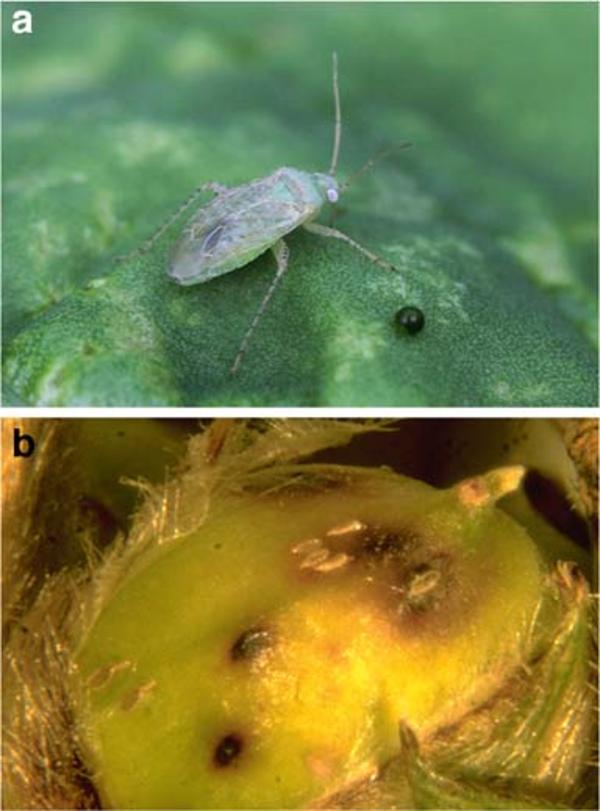 Three-way interactions between crop plants, phytopathogenic fungi, and mirid bugs. A review