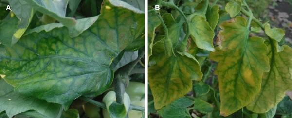  Symptoms of interveinal yellowing of leaves collected on tomato plants (A and B), N'cho et al. Archives of virology, 2021