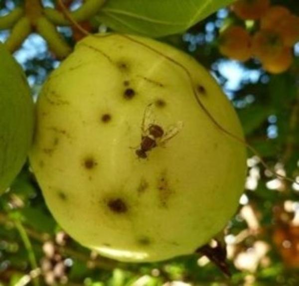 Adaptation des systèmes olfactifs de mouches des fruits Tephritidae à leur gamme de fruits hôtes 