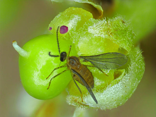 Insecte sur fleur de manguier©A.Franck, Cirad