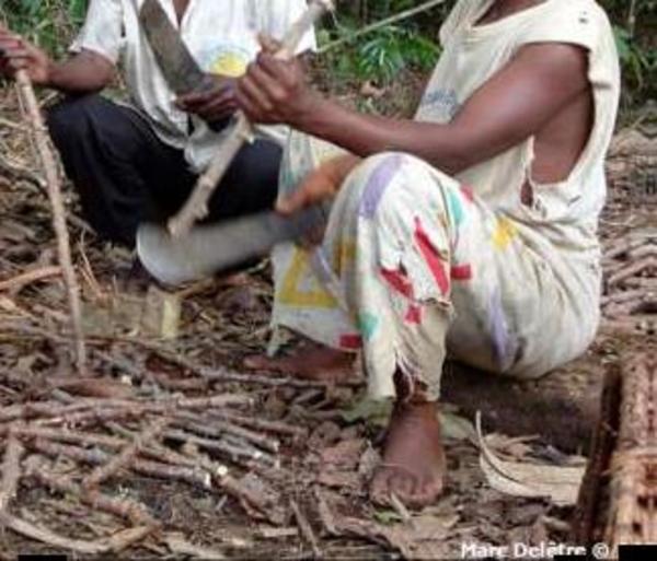 Des belle-mères et des virus : du rôle des mariages et des systèmes de filiation dans la propagation des virus du manioc