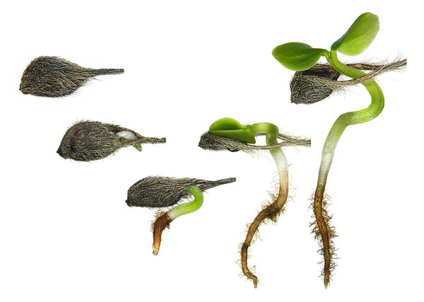  Séquence de germination de Clematis mauriatiana. Crédit photo :  A. Franck : Cirad Umr-Pvbmt, 2022
