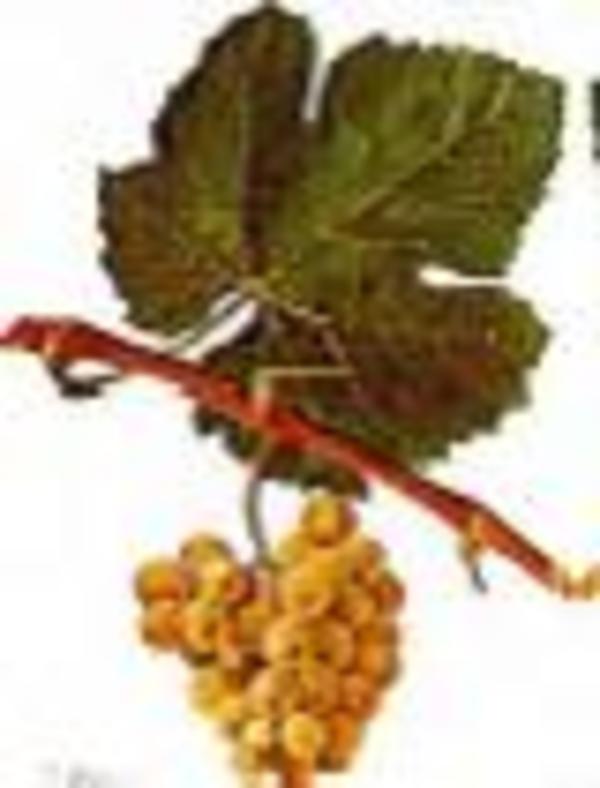 Grapevine palaeogenomics: insights into grape domestication, evolution, and the history of wine