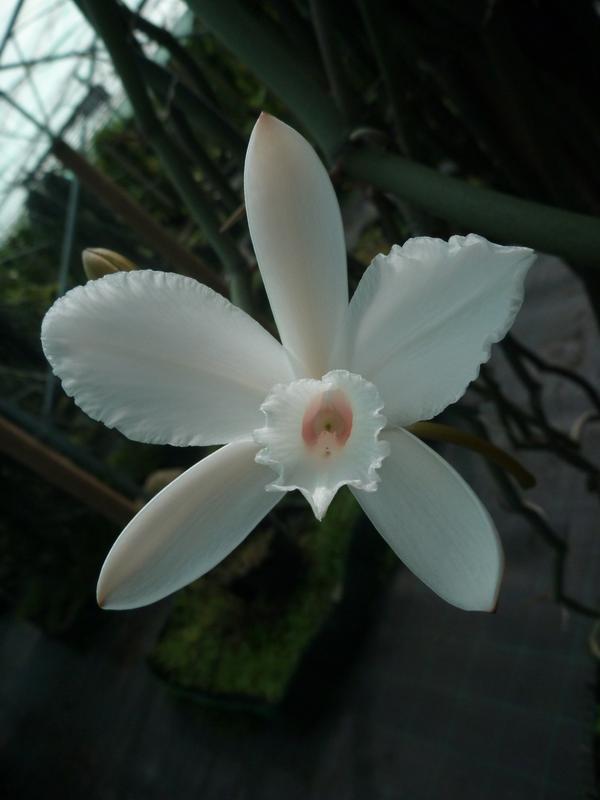 orchidée© T.Pailler, Université de la Réunion