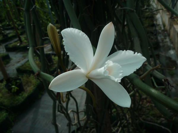 orchidée©T.Pailler, Université de la Réunion