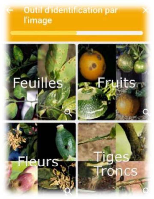Tropi-fruits : une outil d'aide au diagnostic des maladies et ravageurs des vergers tropicaux