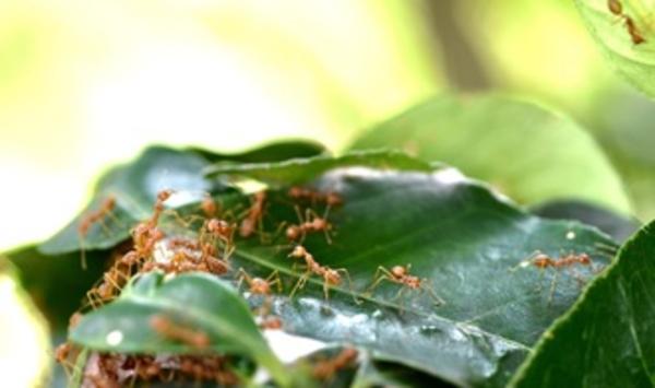 ants on citrus©P.Cao Van