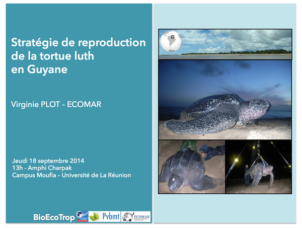 Stratégie de reproduction de la tortue luth en Guyane