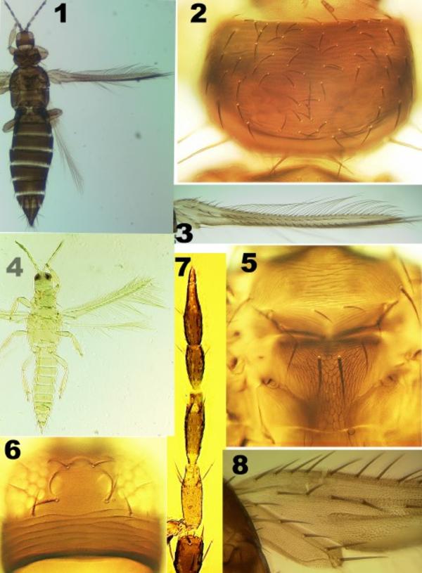 FIGURES 1–8. Thrips reunionensis©Goldarazena et al, Zootaxa