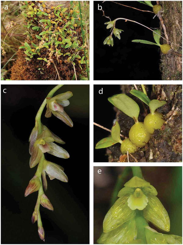 fig.2. Bulbophyllum mascarenense©Pailler& Baider, Botany letters, 2020