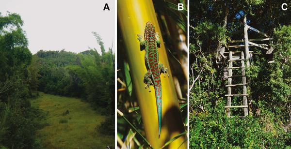 Evidence for colonisation of anthropogenic habitats by the Réunion day gecko Phelsuma borbonica (Mertens, 1966) (Réunion Island, France): conservation implications