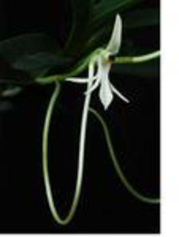 Orchidée©Université de la Réunion