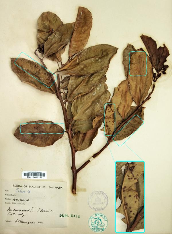 Fig 1. Citrus sp. specimen MAU 0015151 (HERB_1937), Mauritius Herbarium.©Campos PE et al, Plos Pathogen 2021