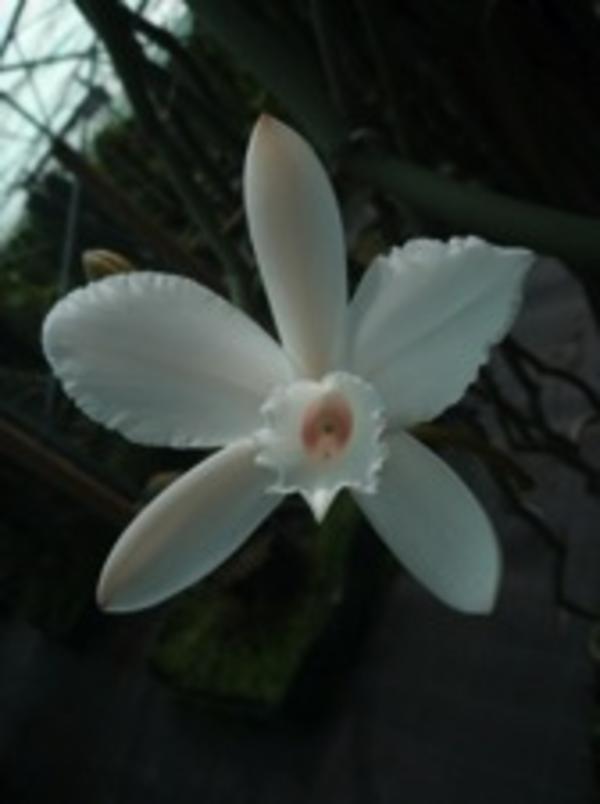 orchidée©umr-pvbmt