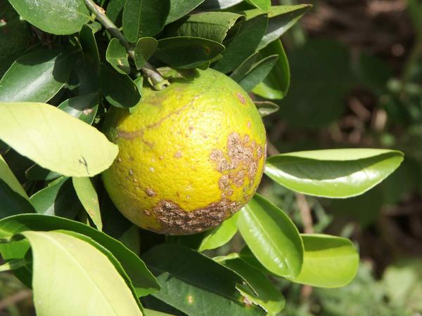 Genetic structure analysis of strains causing citrus canker in Iran reveals the presence of two different lineages of Xanthomonas citri pv. citri pathotype A*