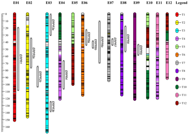 Figure 1. Genetic map of EG203 × MM738©IJMS, 2018
