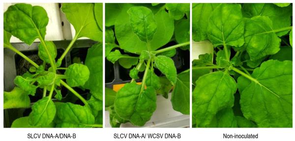 fig 4. plant infected©Fontenele R.S et al , Viruses 2021