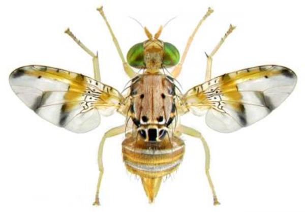  Isolation and characterisation of sixteen microsatellite markers amplifying an African agricultural pest, Ceratitis cosyra (Walker) (Diptera: Tephritidae)