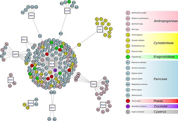 Fig.4.An interaction network representing the associations between plant samples (circles) and viral species/strains (squares)©Claverie S. et al., Virus Evolution, 2023