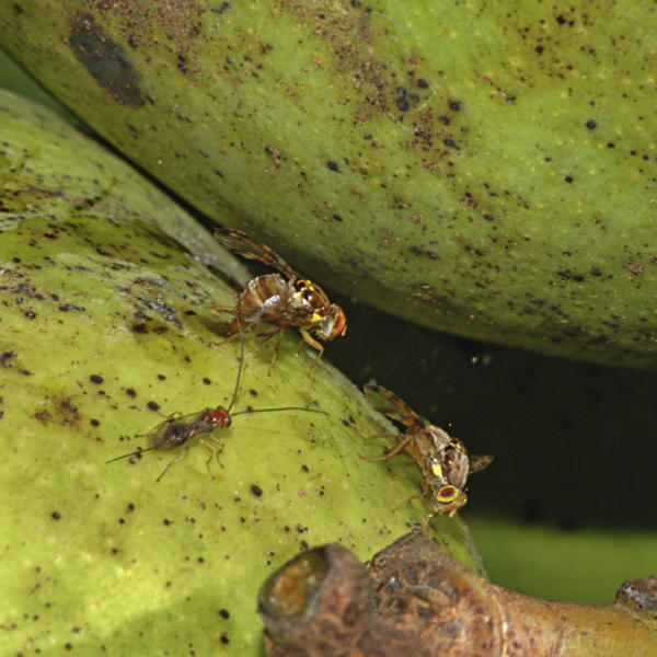 Plant Odors as Fruit Fly Attractants - Chapitre d'ouvrage