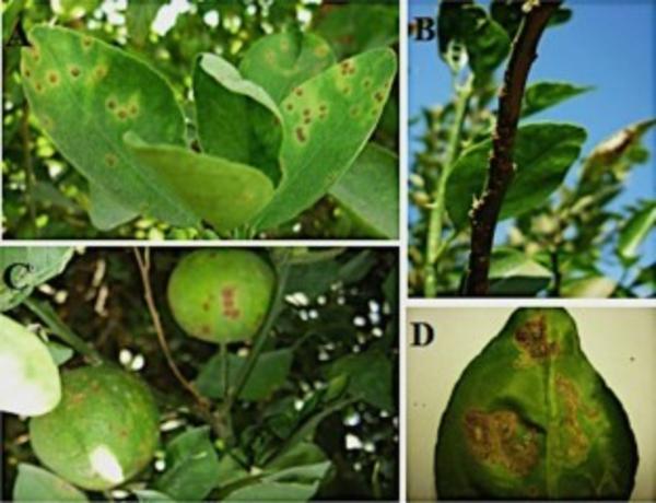 Asiatic citrus canker on Mexican lime trees© Ibrahim Y. et al, Plant pathology 2023