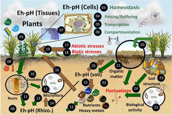 Fig 1.The Eh–pH driven conceptual model of how the soil–plant-microorganism system©husson et al., Plant soil 2021