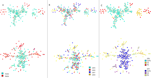  Minimum spanning trees of the 396 French X. fastidiosa subsp. multiplex© Dupas et al., Com.Biol., 2023