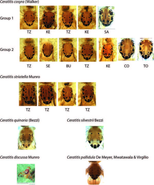 The complex case of Ceratitis cosyra (Diptera, Tephritidae) and relatives. A DNA barcoding perspective